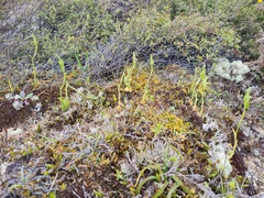 Pterostylis tasmanica