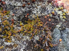 Harrimanella hypnoides