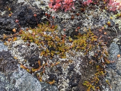 Harrimanella hypnoides