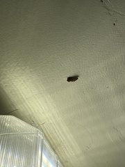 Ptilophora plumigera