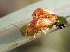 Longitarsus kleiniiperda
