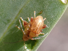 Longitarsus kleiniiperda