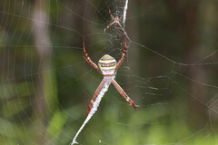 Argiope keyserlingi