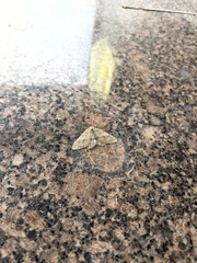 Larerannis orthogrammaria