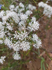 Agathosma