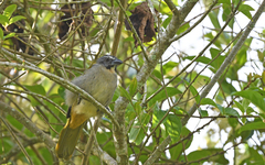 Saltator maximus