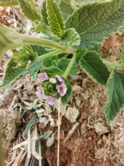 Lantana rugosa
