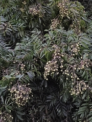 Sapindus mukorossi