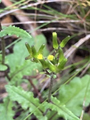 Senecio picridioides
