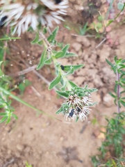 Lobostemon capitatus