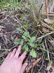 Senecio picridioides