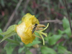 Sphaerophoria scripta