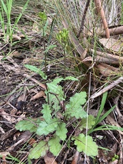 Senecio picridioides