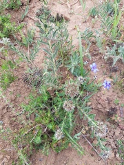 Lobostemon capitatus