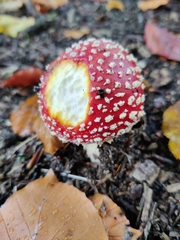 Amanita muscaria
