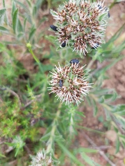 Lobostemon capitatus