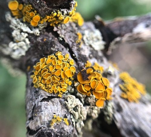 Pin-cushion Sunburst Lichen