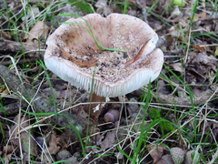 Amanita rubescens