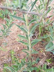 Lobostemon capitatus