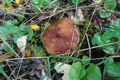 Suillus cavipes