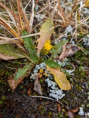 Taraxacum ceratophorum
