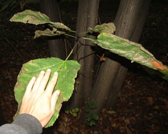 Tilia americana heterophylla