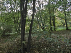 Tilia americana heterophylla