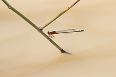 Xanthagrion erythroneurum