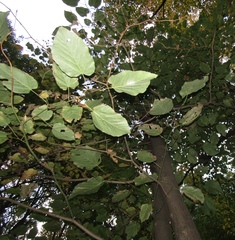Tilia americana heterophylla