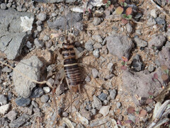 Gryllomorpha