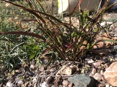 Takhtajaniantha crispa