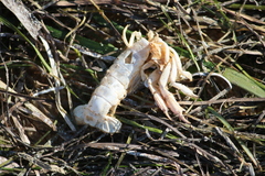 Upogebia