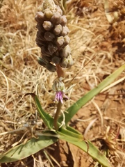 Ledebouria luteola