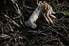 Upogebia