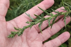 Ulex europaeus