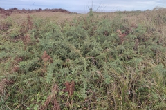 Ulex europaeus
