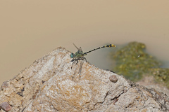 Austrogomphus australis
