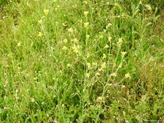 Hordeum murinum leporinum