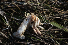 Upogebia