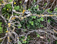 Polycauliona polycarpa