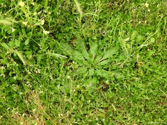 Hordeum murinum leporinum