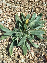 Stachys cretica
