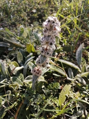 Stachys cretica