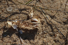 Upogebia