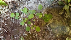 Myosotis chaffeyorum