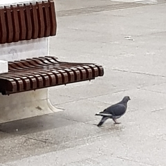 Columba livia domestica