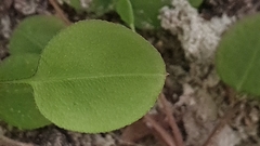 Myosotis chaffeyorum