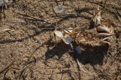 Upogebia
