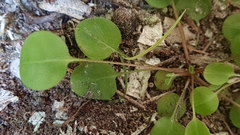 Myosotis chaffeyorum