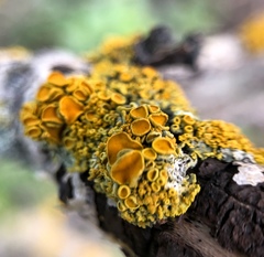 Polycauliona polycarpa